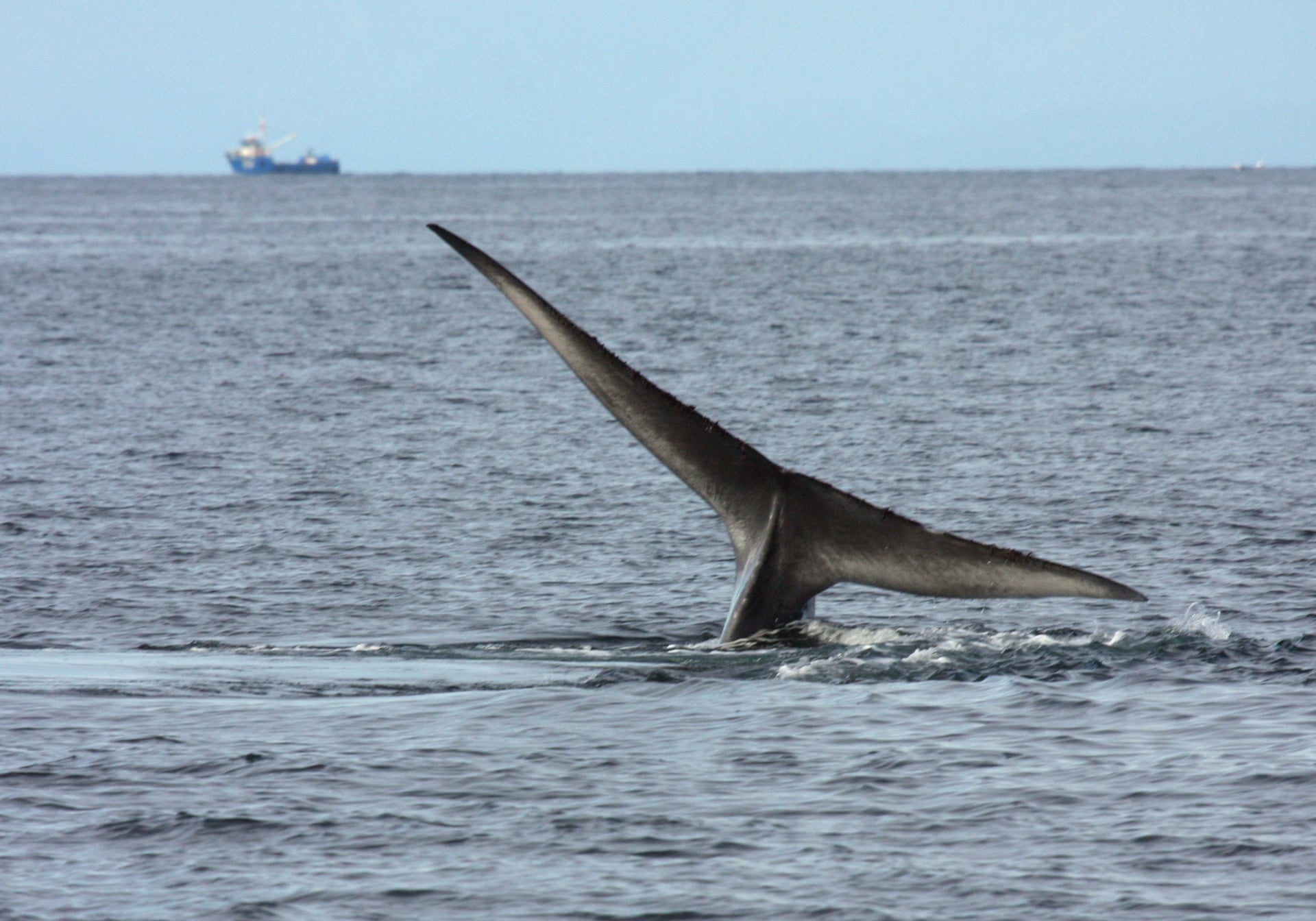 Loai vat nao la bac thay tu cach ly voi xa hoi anh 2