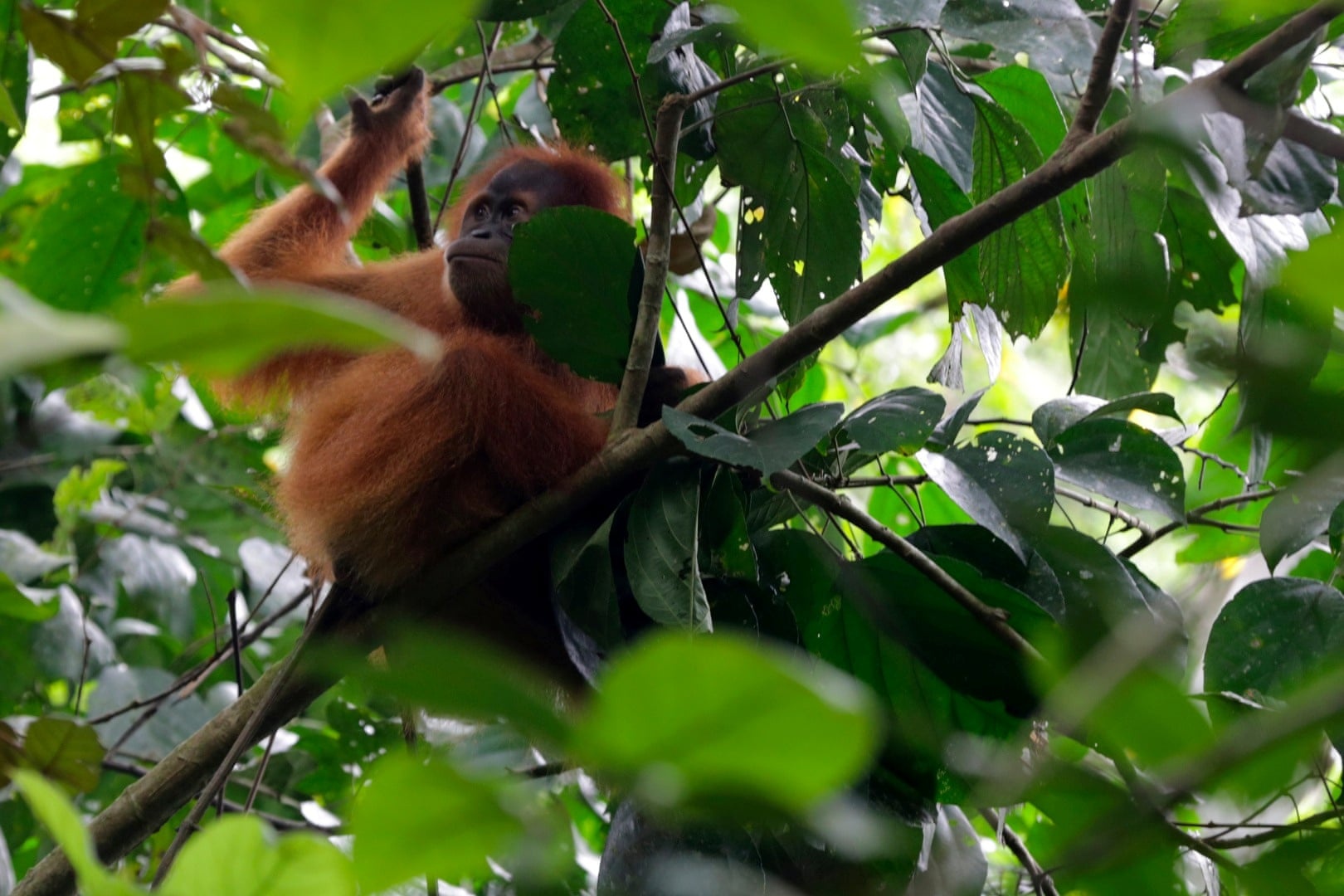 Loai vat nao la bac thay tu cach ly voi xa hoi anh 6