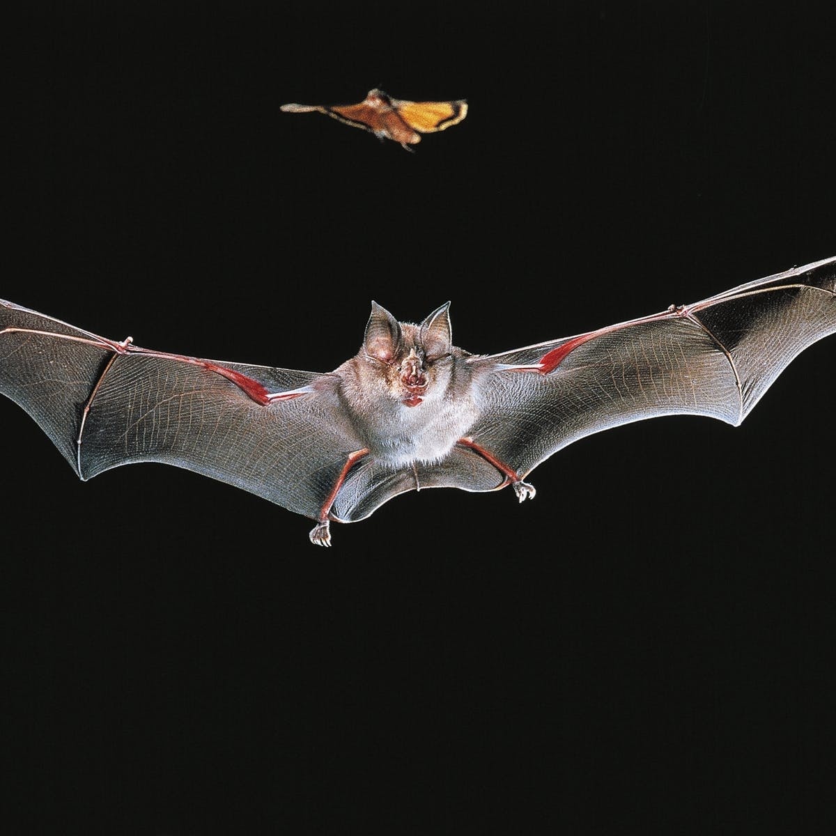 Ong Trump cat tai tro nghien cuu virus lay tu doi sang nguoi hinh anh