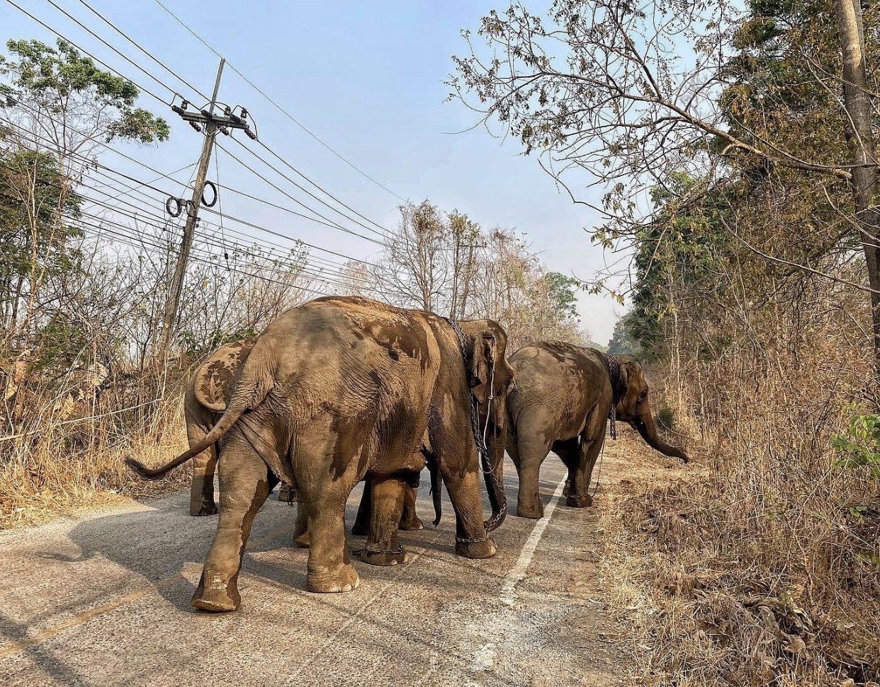 Voi Thai Lan that nghiep vi Covid-19 anh 8