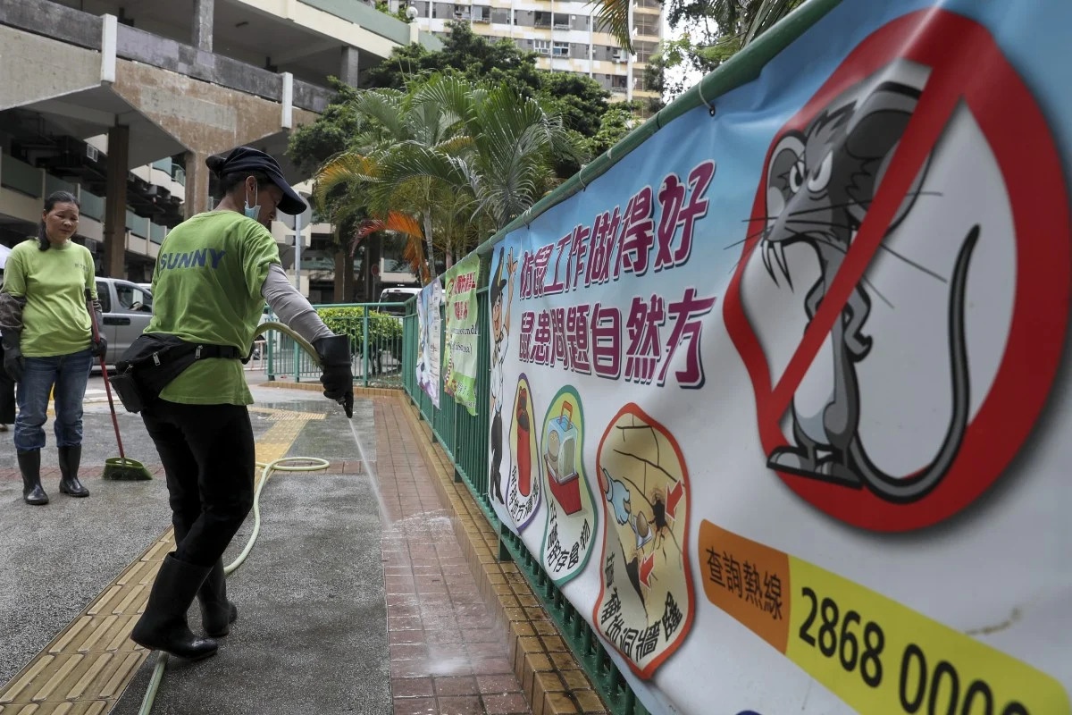 Chuot lay viem gan cho nguoi anh 3