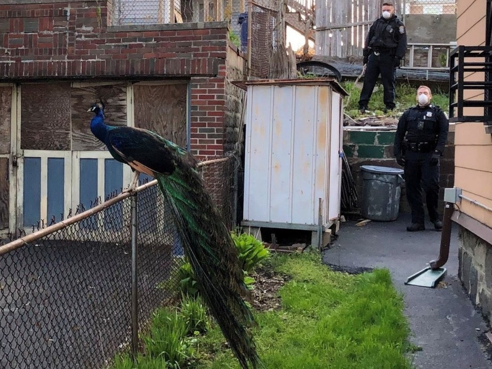 Phat tieng keu goi tinh cua chim cai de du bat con cong bo tron hinh anh