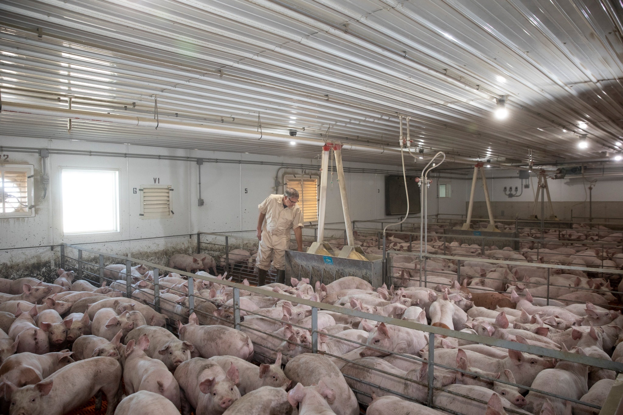 Nong dan My phai tieu huy lon vi Covid-19 anh 2