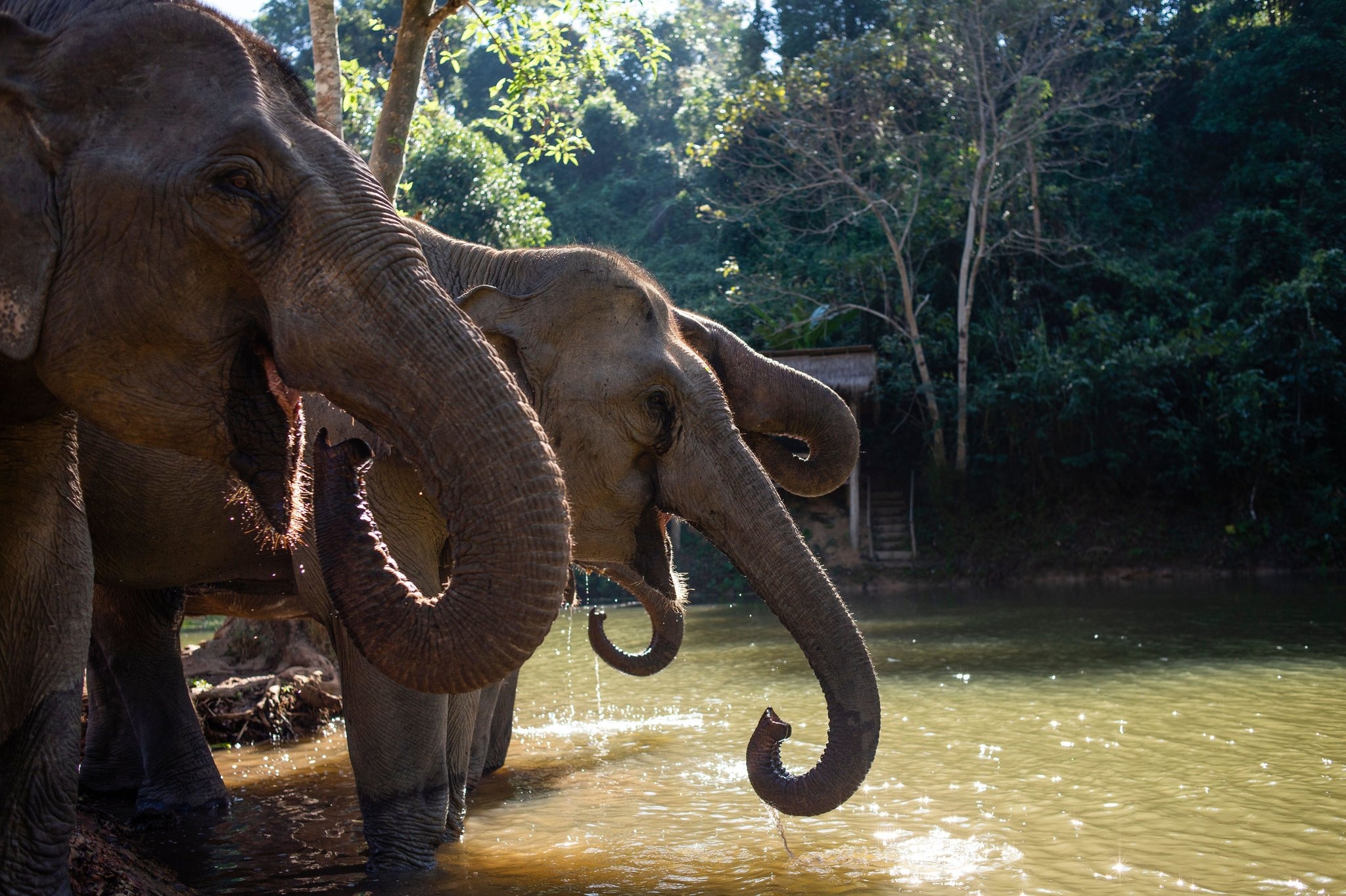 Nghien cuu giai ma huyen thoai ve nhung con voi say hinh anh