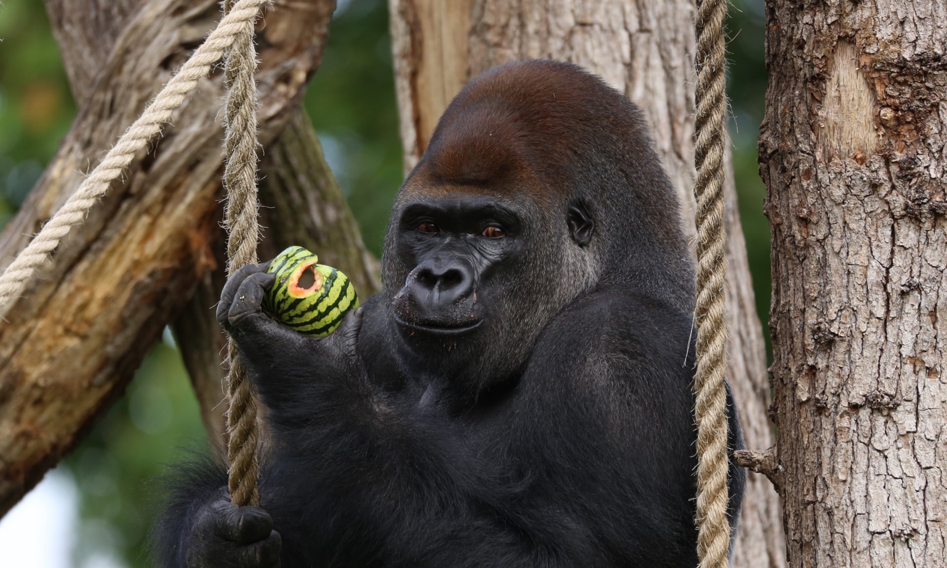 Voi de say ruou hon nguoi anh 3