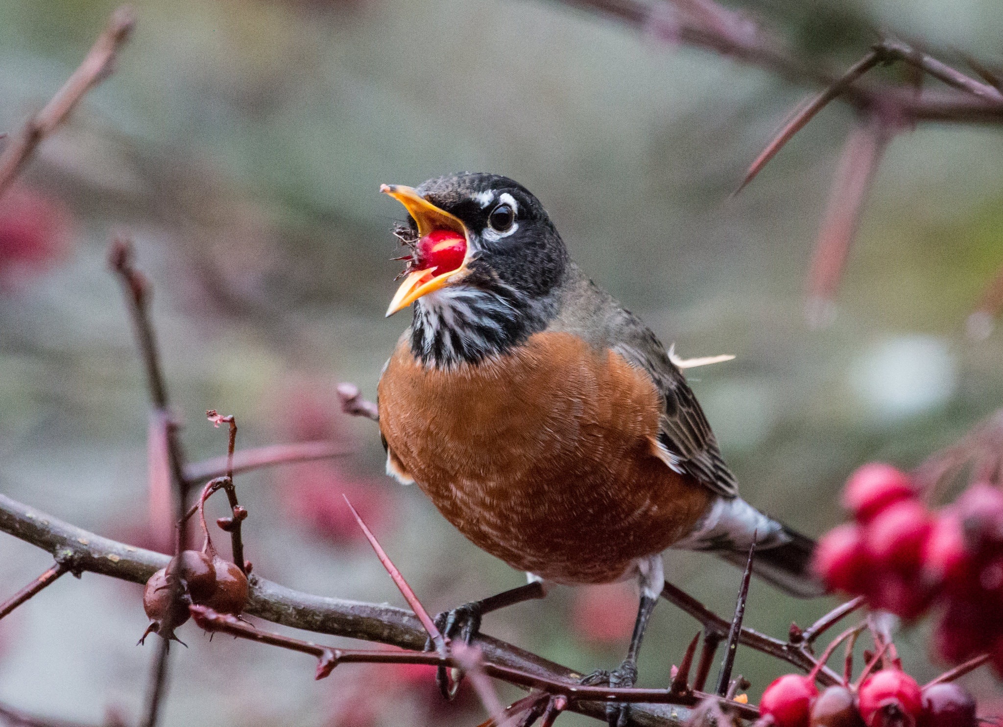 Voi de say ruou hon nguoi anh 1