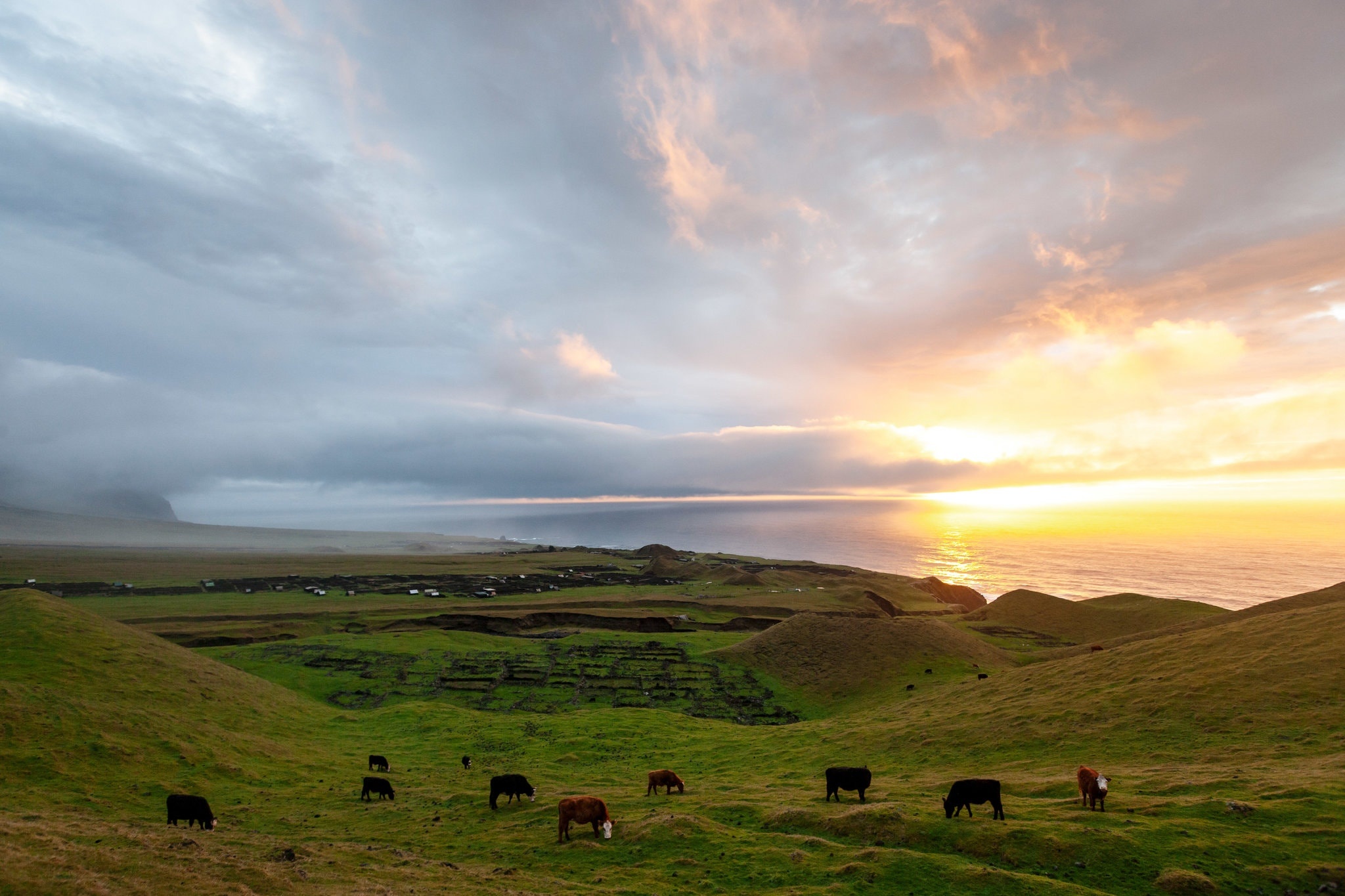 Cuoc song thoi Covid-19 tai hon dao heo lanh nhat the gioi hinh anh