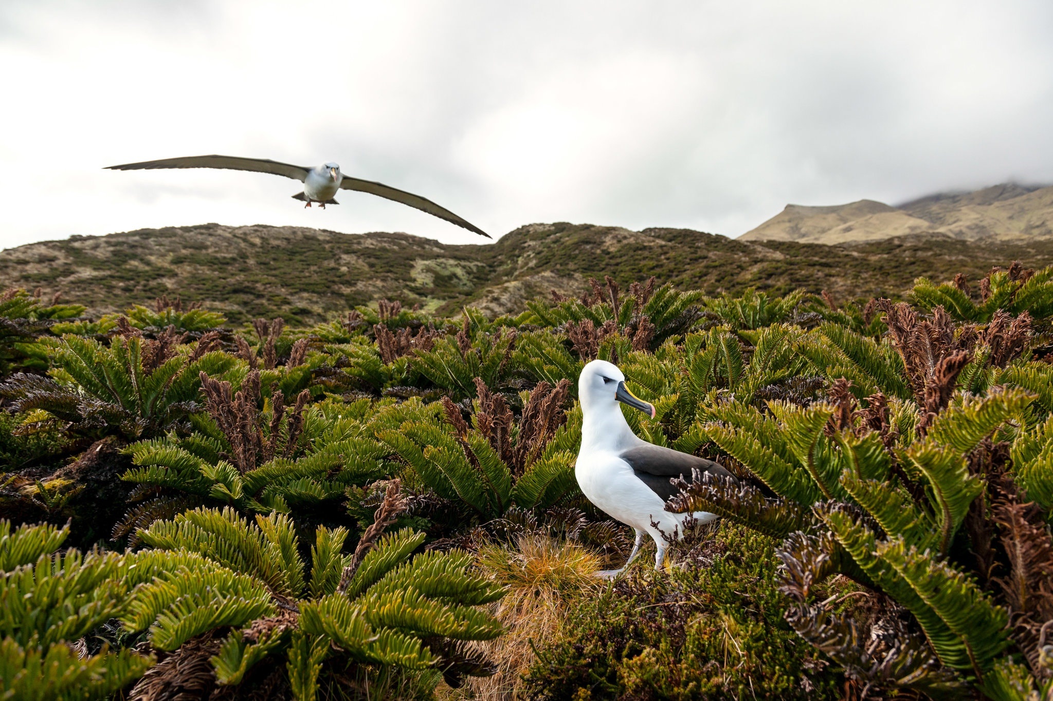 Cuoc song o hon dao heo lanh nhat the gioi anh 3