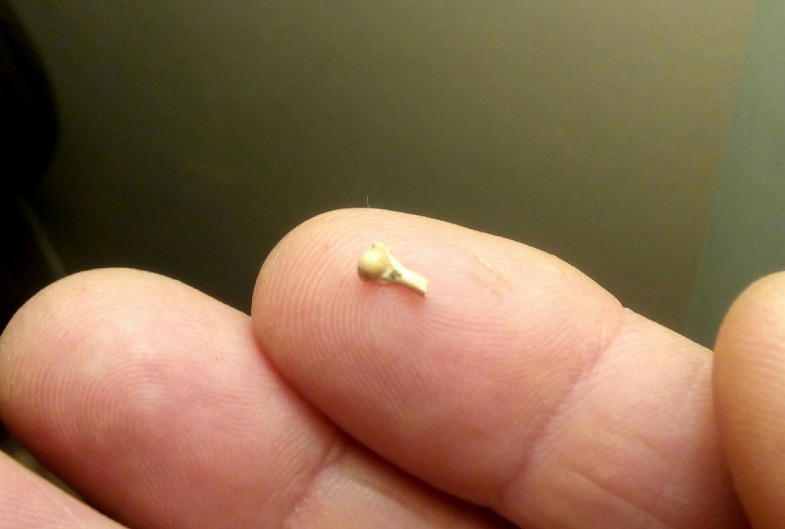 Ech song cach day 2 trieu nam anh 1