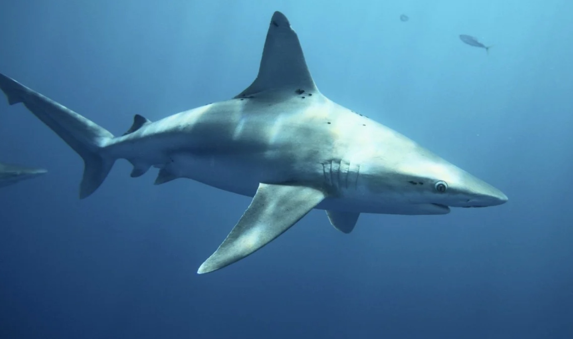 Dan Hong Kong hoang hot vi gap ca map khi di boi hinh anh