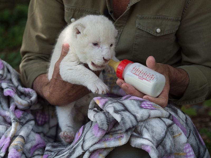 Su tu trang dau tien o Tay Ban Nha anh 1
