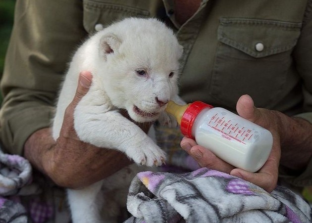 Su tu trang suyt chet vi bi me bo roi sau khi sinh hinh anh