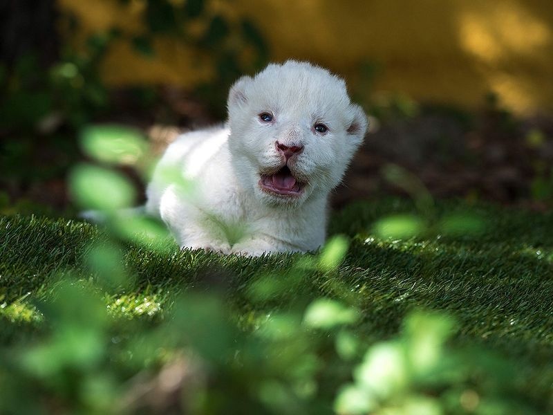 Su tu trang lan dau tien chao doi o vuon thu Tay Ban Nha hinh anh