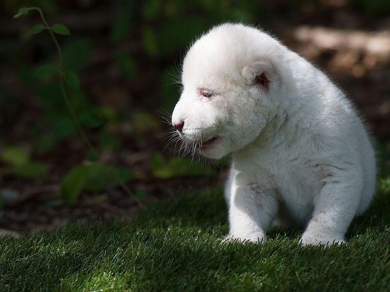 Su tu trang dau tien chao doi o Tay Ban Nha anh 2