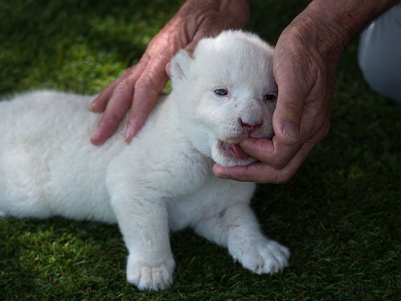 Su tu trang dau tien chao doi o Tay Ban Nha anh 5