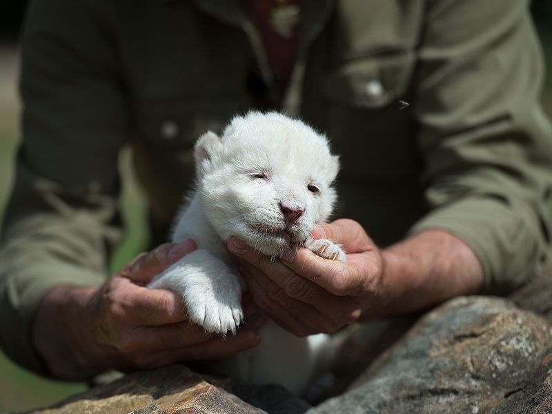 Su tu trang dau tien chao doi o Tay Ban Nha anh 7