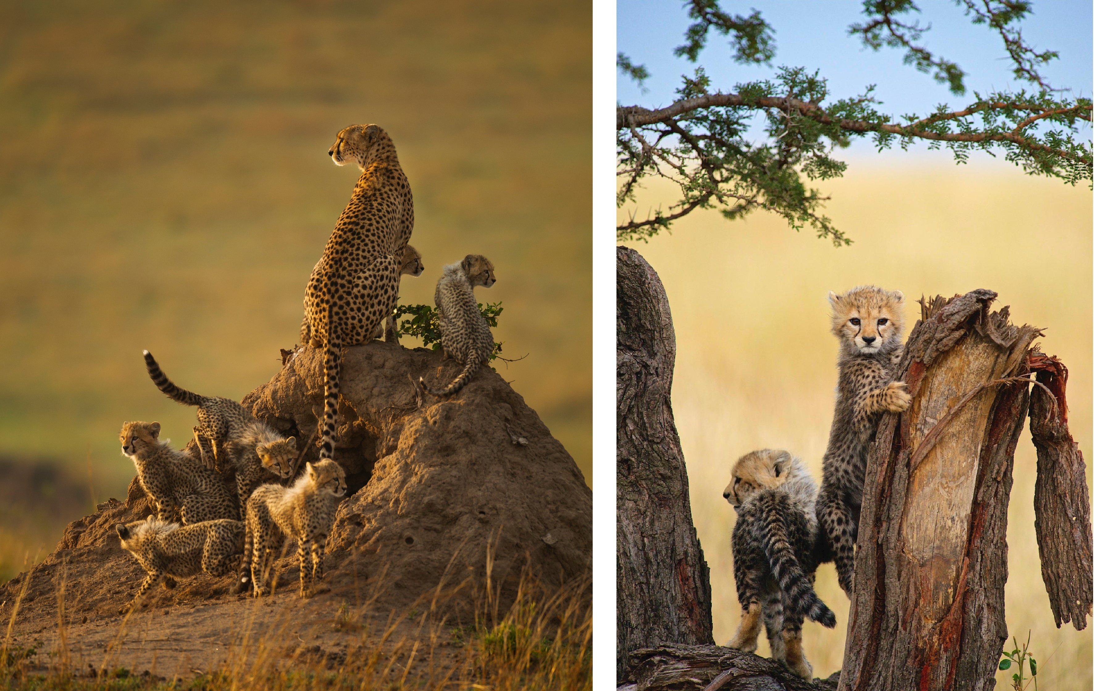 Bao san chau Phi truoc nguy co tuyet chung anh 8