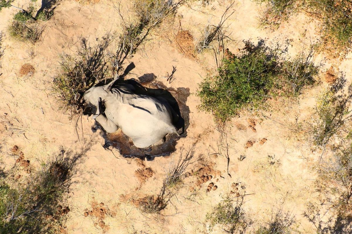 Voi o Botswana chet mot cach bi an anh 2