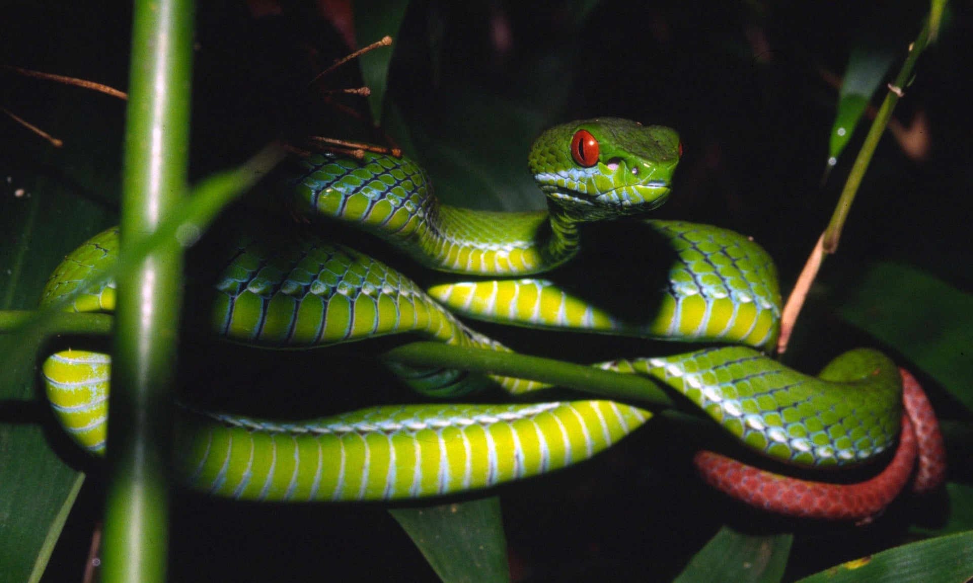 ran can luoi nguoi anh 1