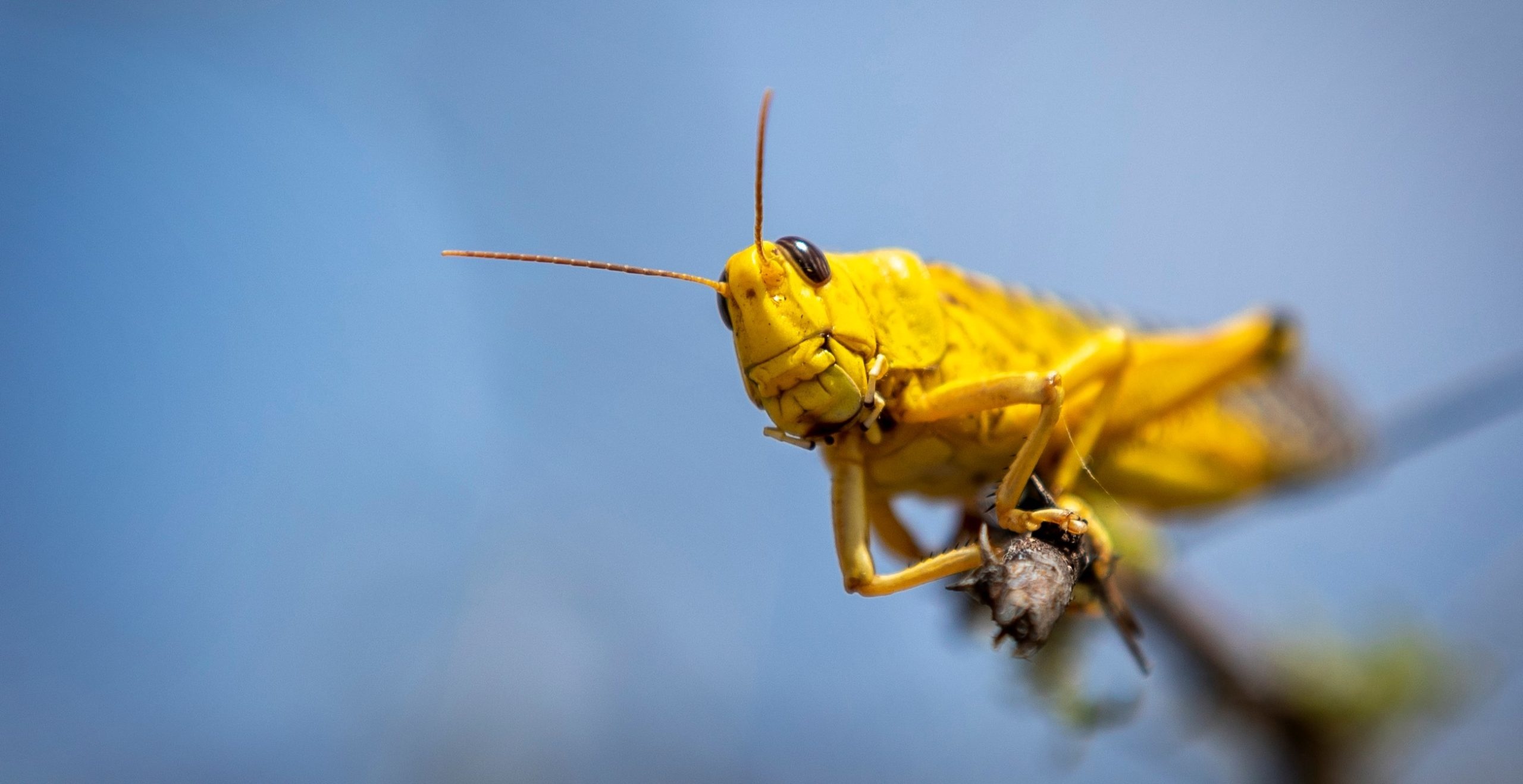 Dai dich chau chau tan khoc chua co hoi ket hinh anh