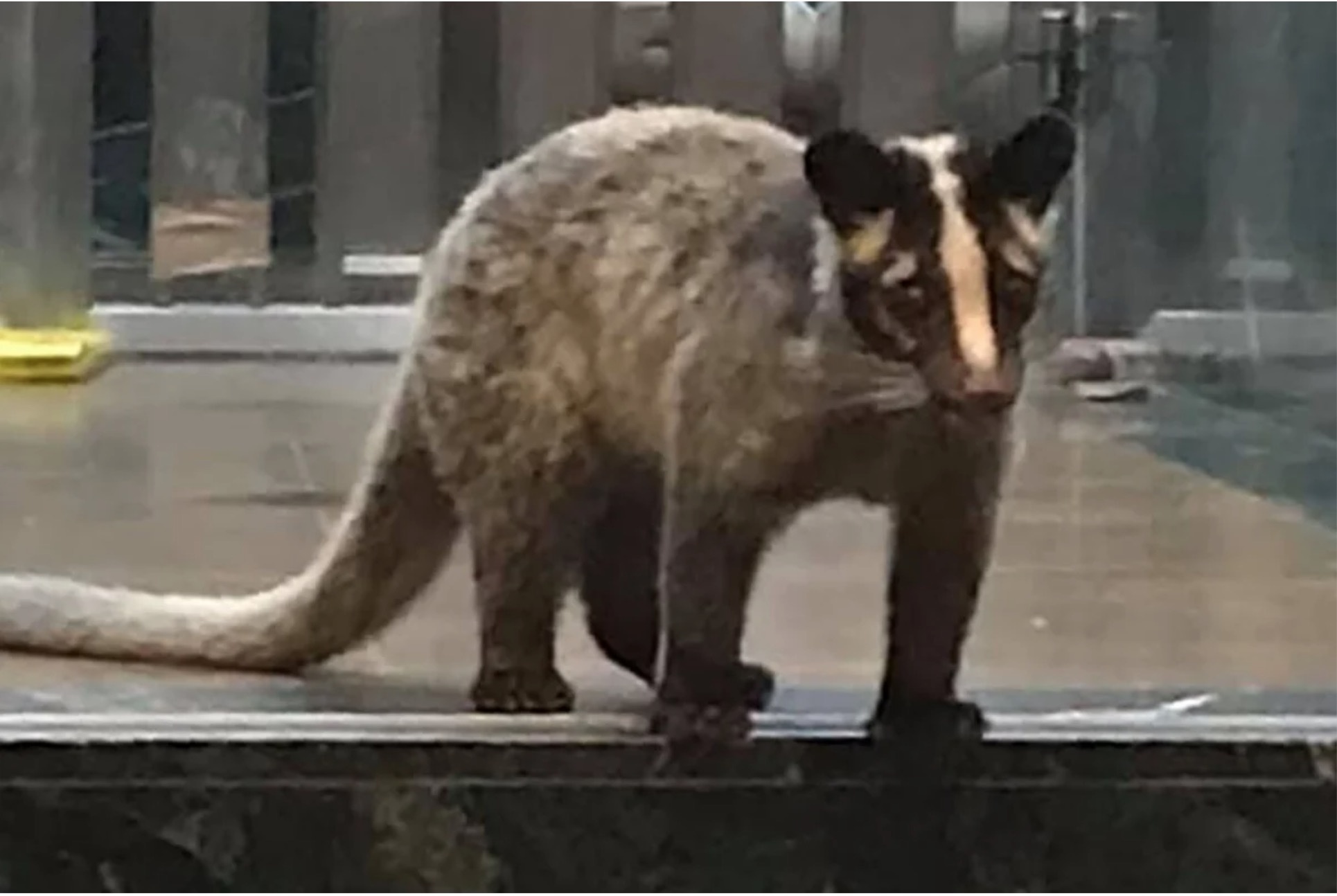 Cay huong bat ngo xuat hien trong khu dan cu o Hong Kong hinh anh