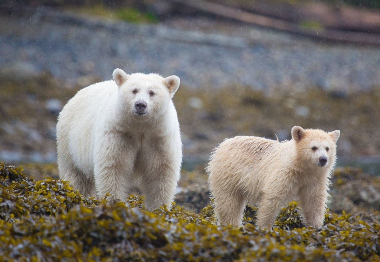 Phat hien thu vi ve nhung con gau trang linh thieng cua tho dan Canada hinh anh