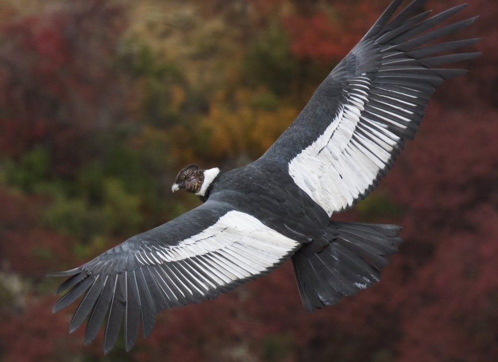 Than ung Andes co the bay 160 km ma khong can dap canh hinh anh