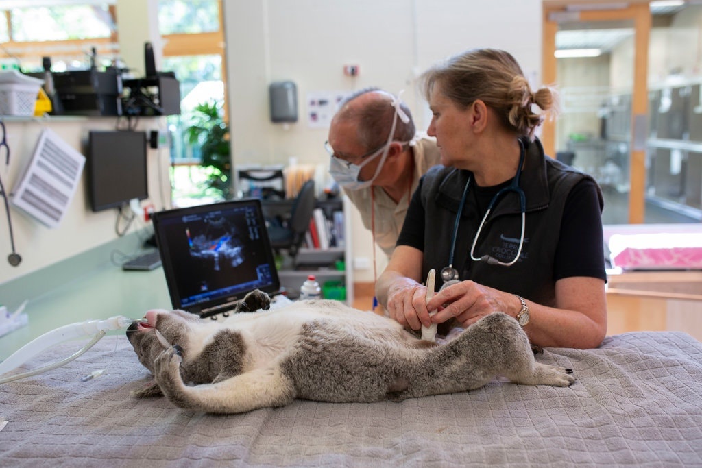 Gau tui nam giu chia khoa chong benh tinh duc anh 2