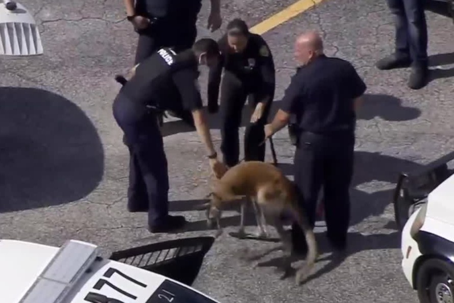 Kangaroo o Florida bi canh sat bat vi chay lung tung hinh anh