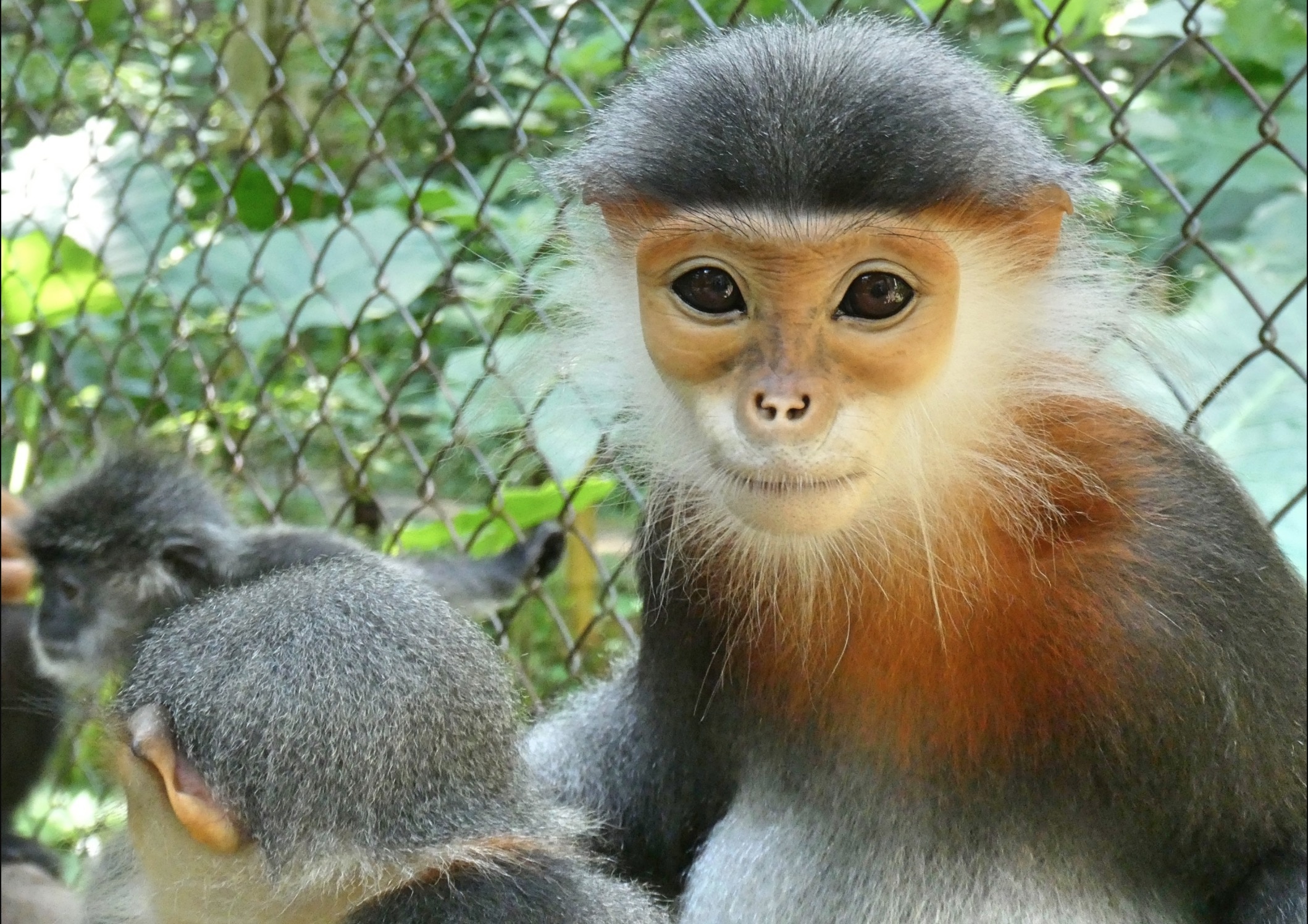 Phat hien 'kho bau' ve da dang sinh hoc o Kon Tum hinh anh