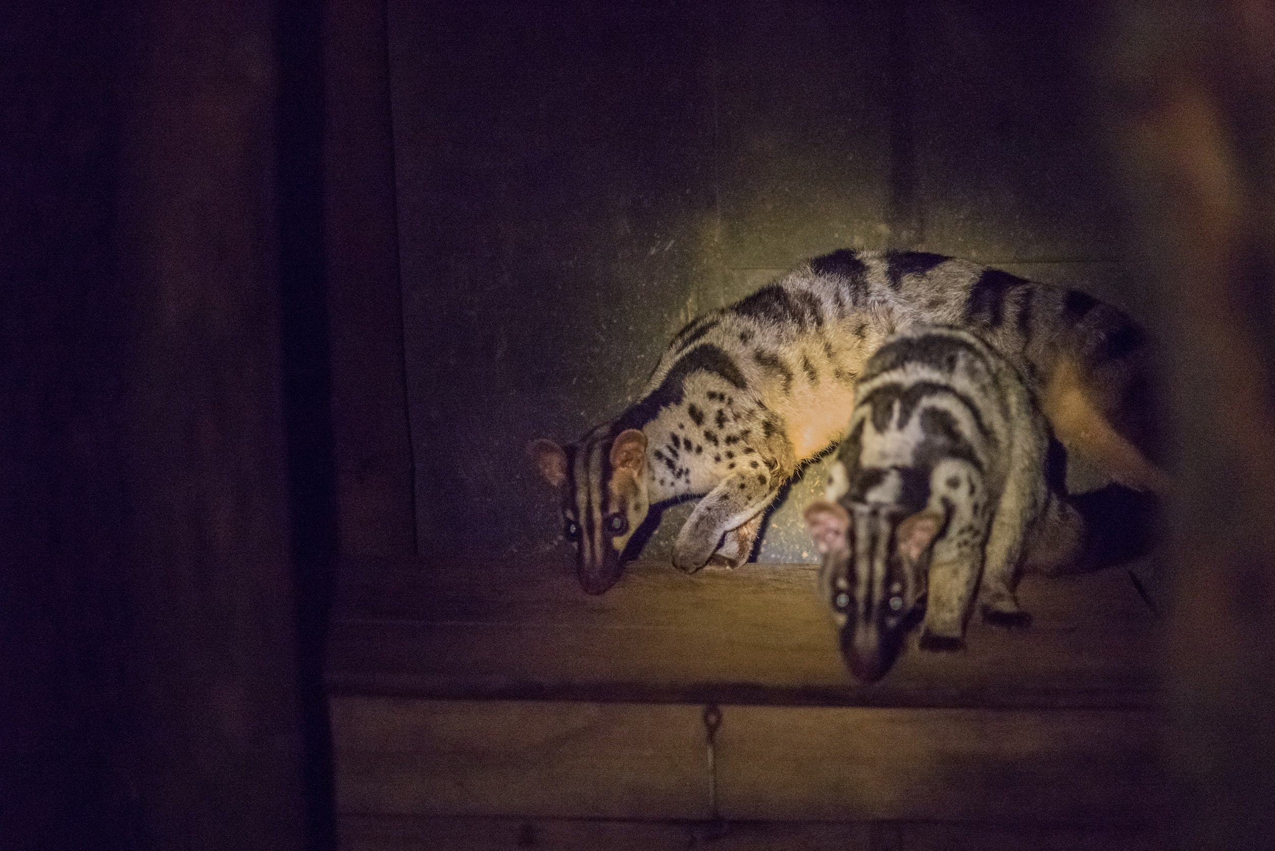 Phat hien kho bau ve da dang sinh hoc o Viet Nam anh 2