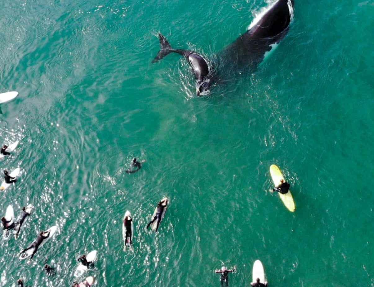 Buc anh la thuong - me con ca voi lung gu boi sat nhom luot song hinh anh