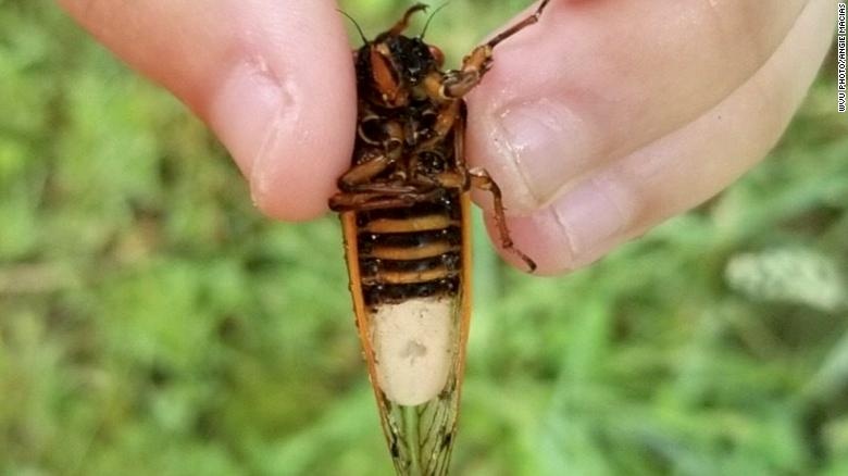 Ve sau 'zombie' bat ngo tai xuat o West Virginia hinh anh