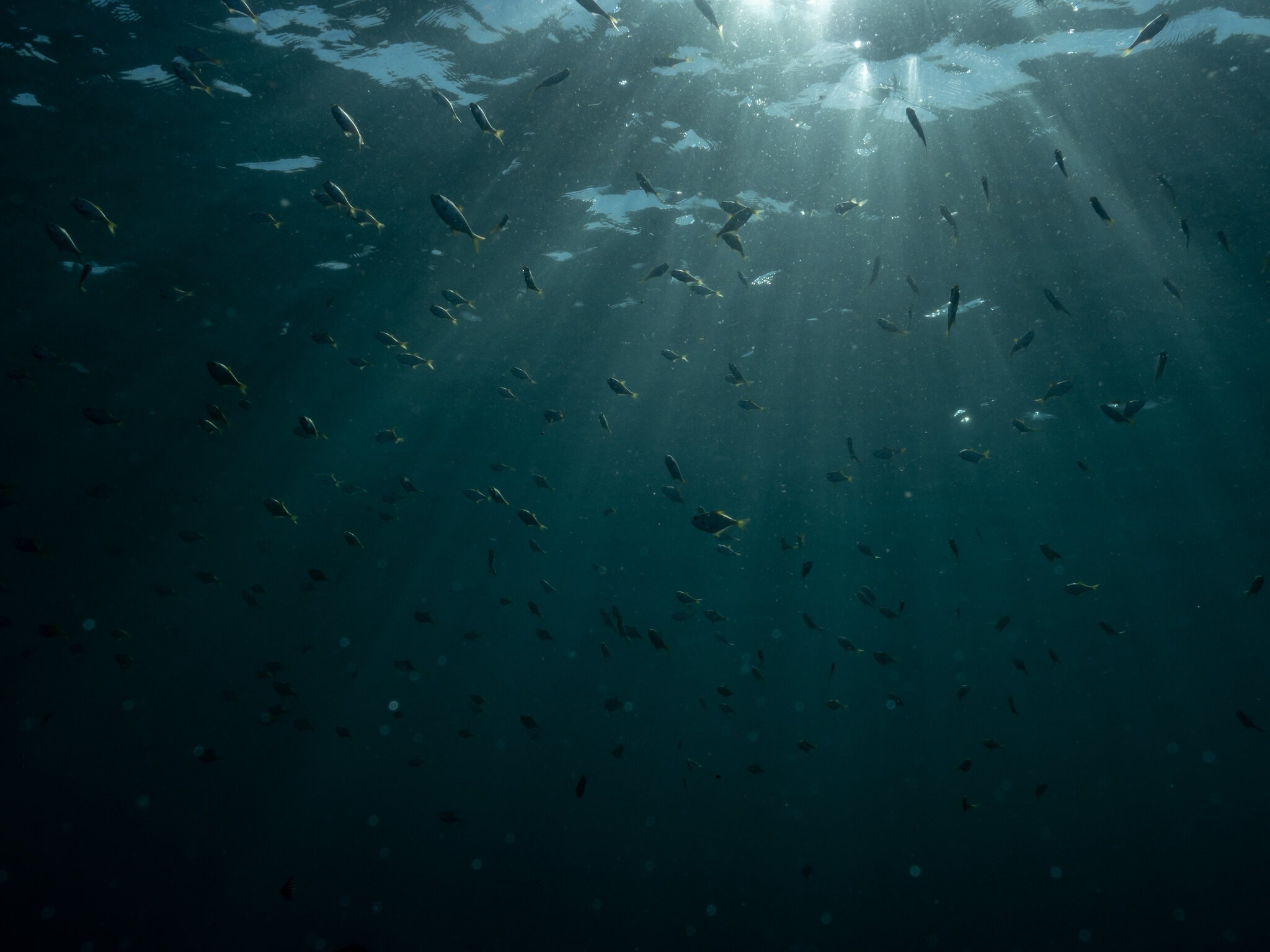 lan bien ban ca o Sydney anh 3