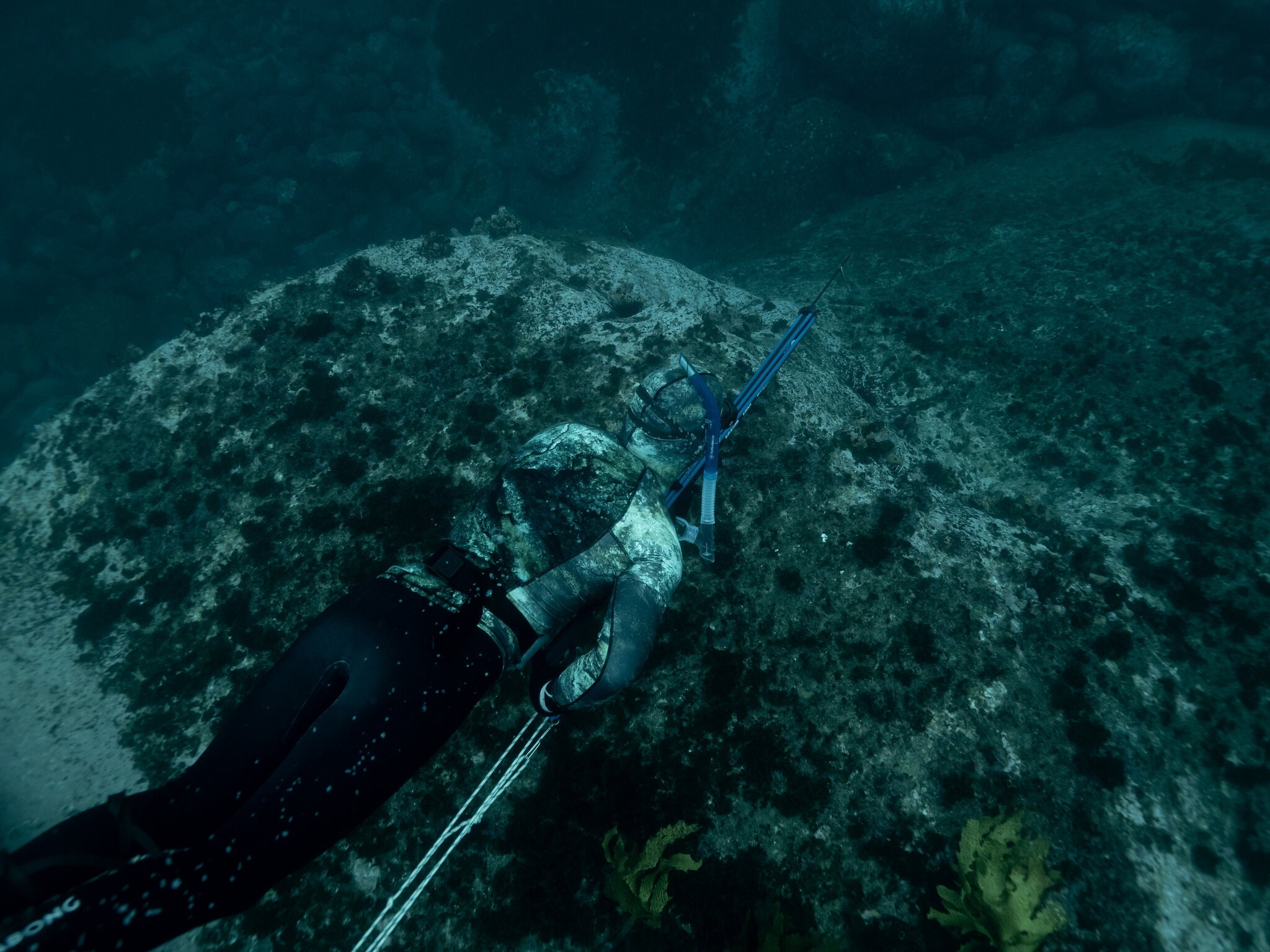 lan bien ban ca o Sydney anh 4