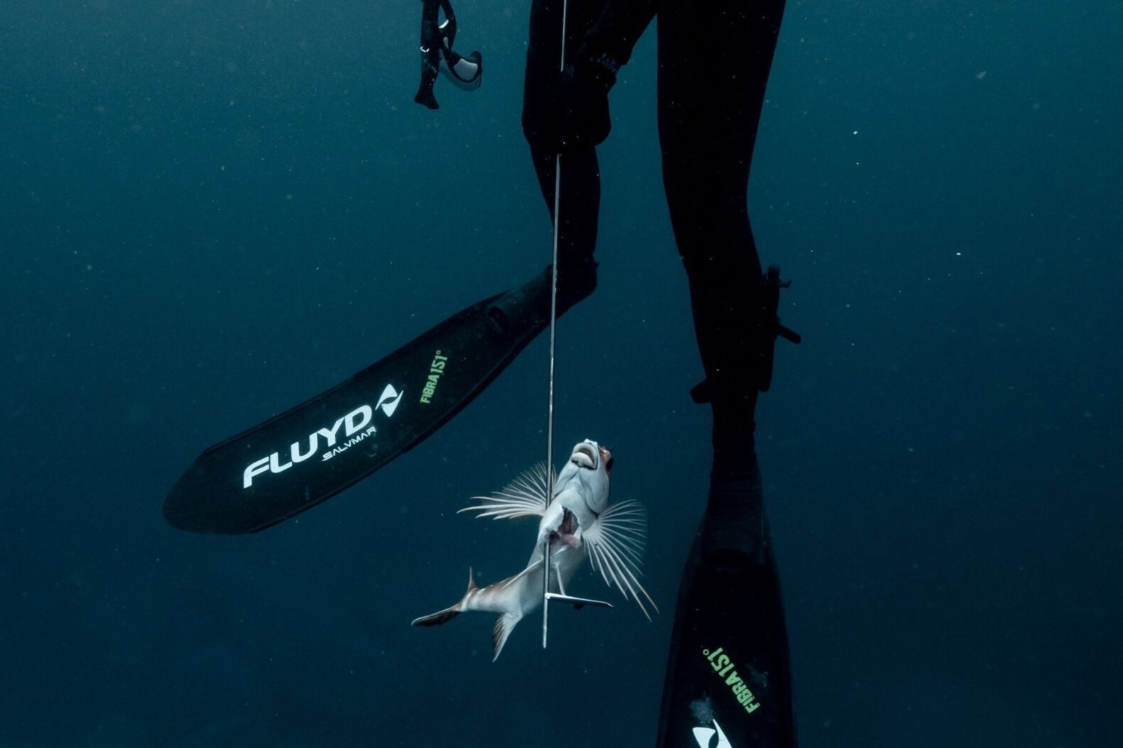 Dan Sydney lan bien ban ca de tran an tinh than giua Covid-19 hinh anh