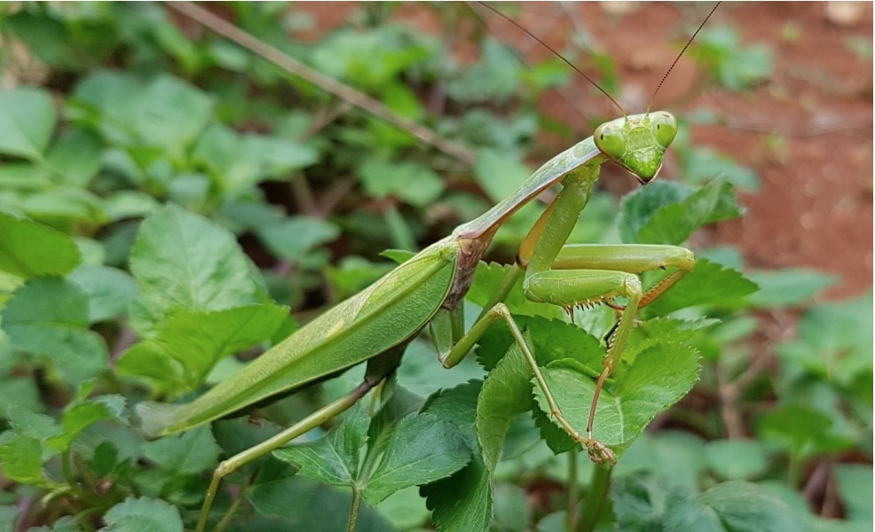 Phat hien loai bo ngua moi cuc lon o Viet Nam hinh anh