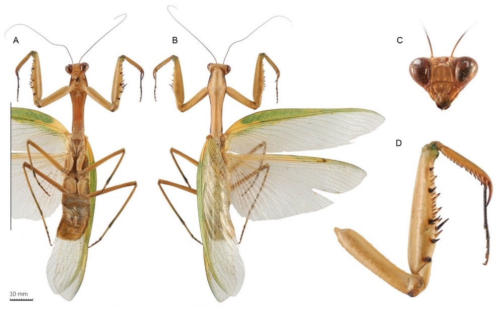 Phat hien loai moi o Viet Nam anh 1