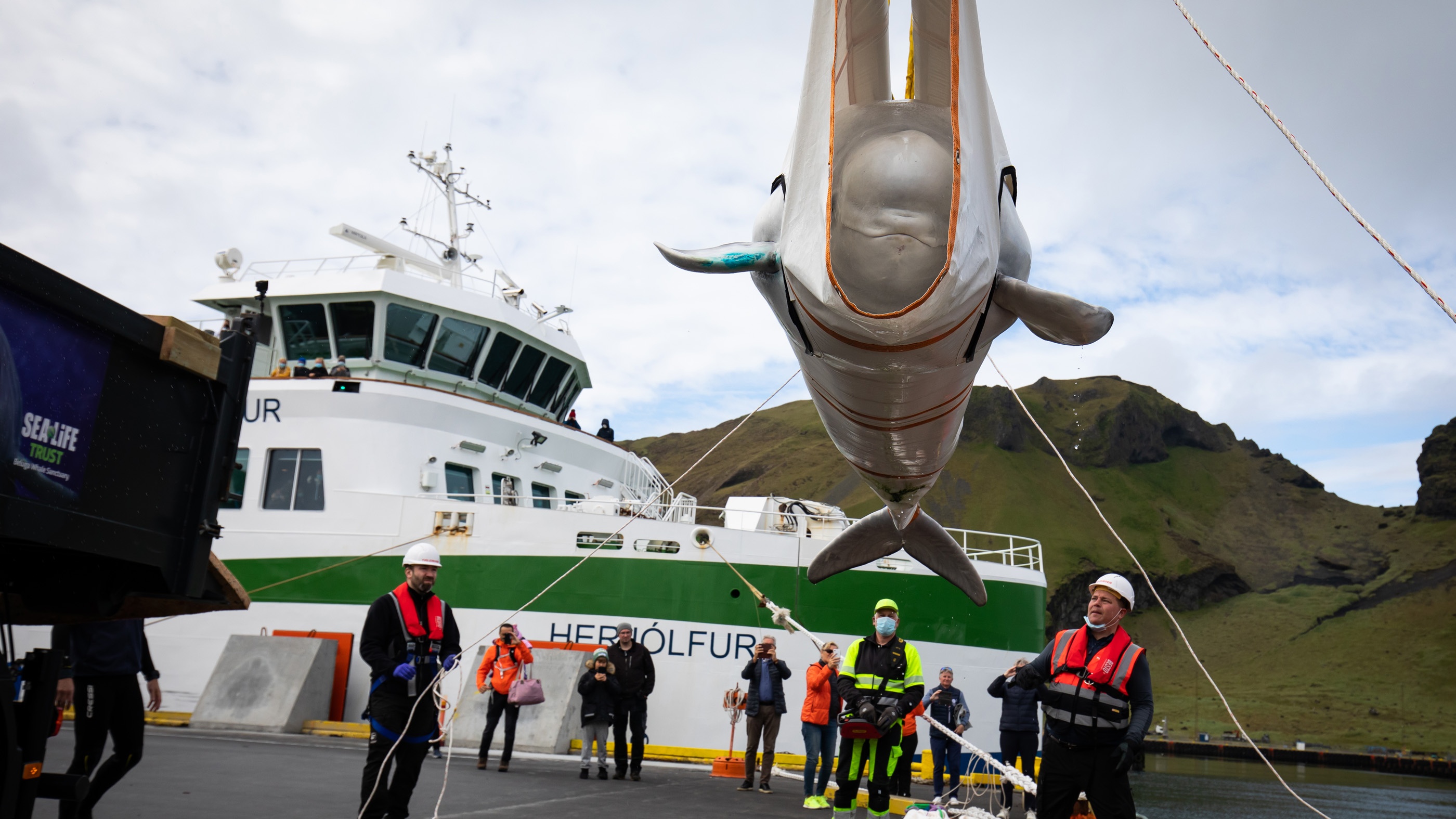 2 con beluga duoc tha tu do anh 4