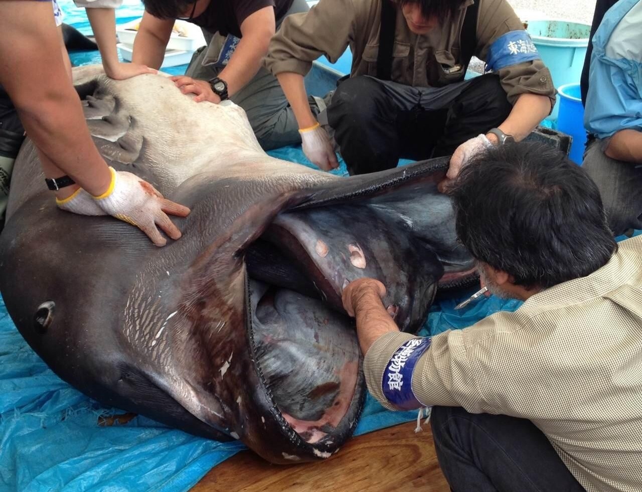 ca map bi hiem anh 1