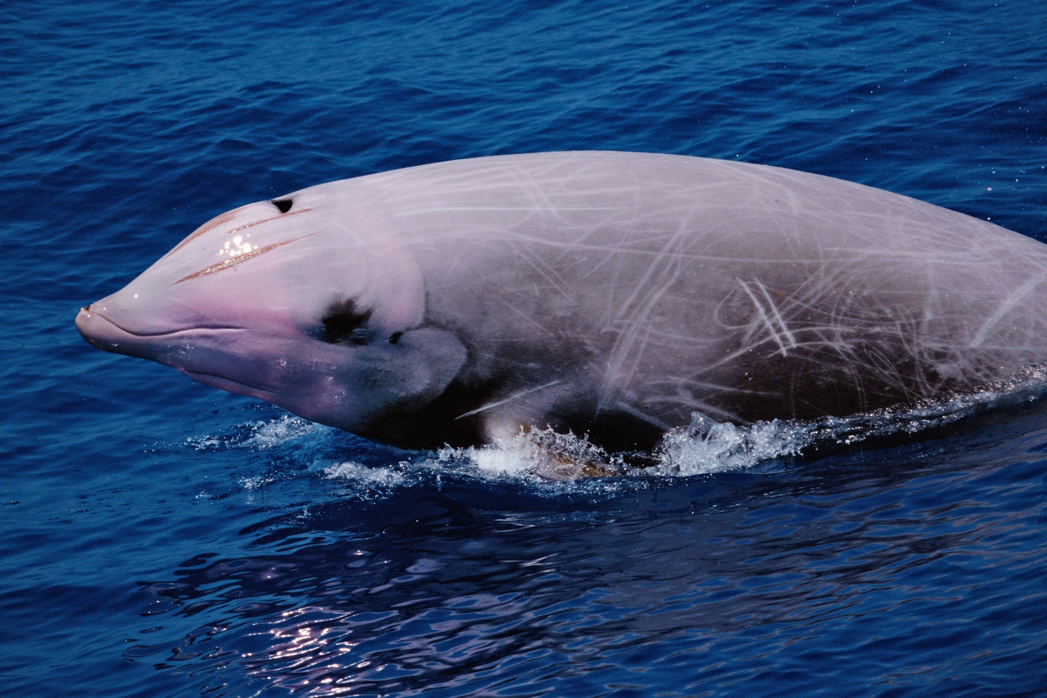 ca voi mac can vi tap tran NATO anh 2