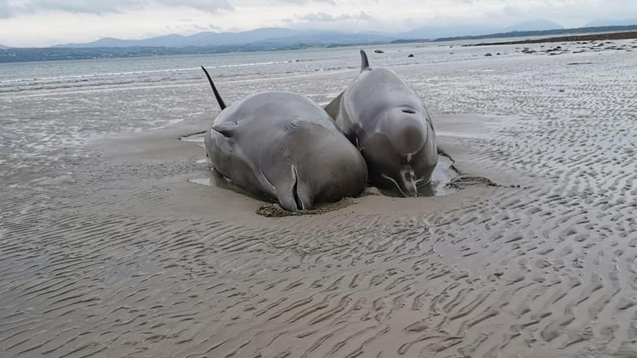 Ca voi mac can hang loat co the vi NATO tap tran hinh anh