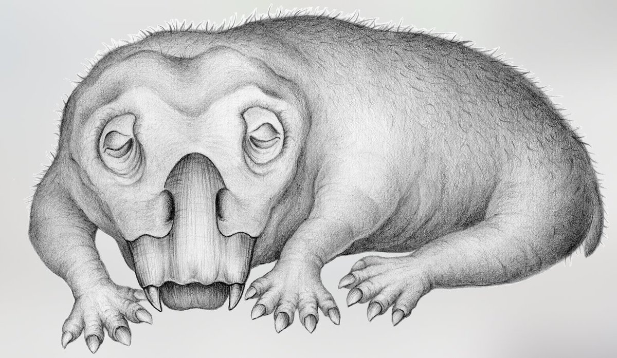 Phat hien loai vat ngu dong cach day 250 trieu nam hinh anh