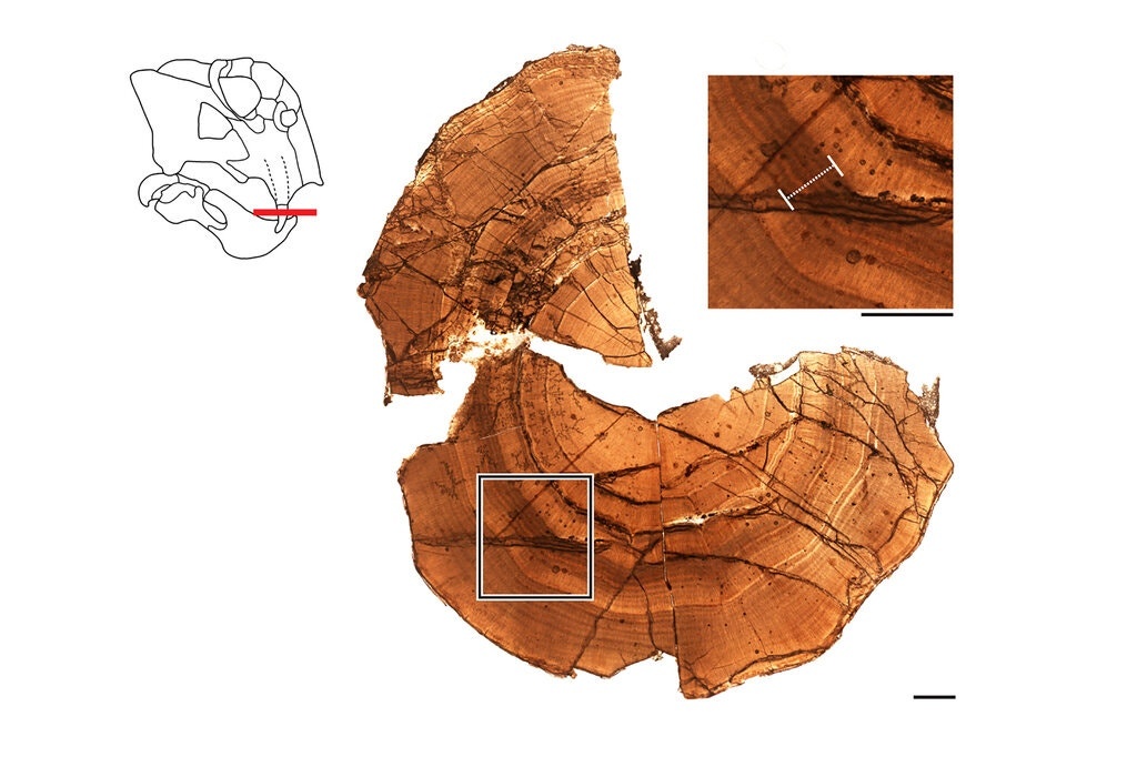 loai vat ngu dong cach day 250 trieu nam anh 2