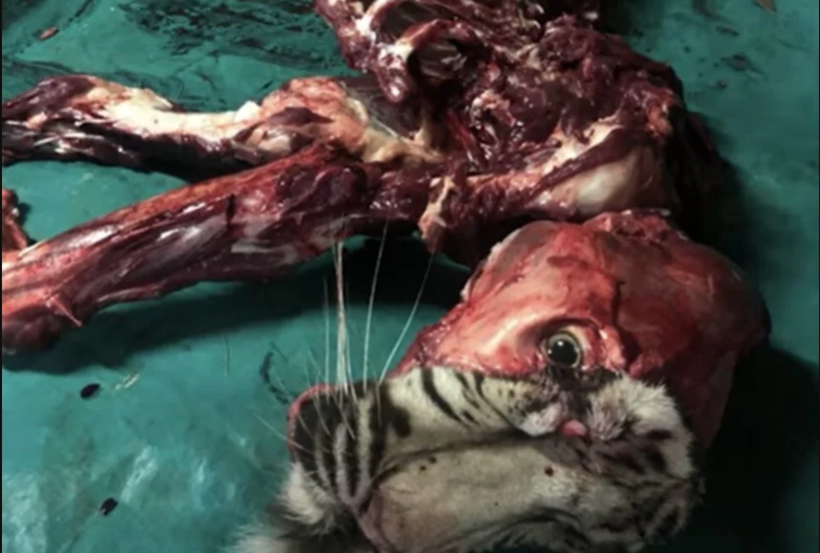 buon ban xuong su tu Nam Phi anh 5