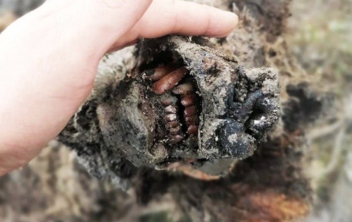 Phat hien xac uop gau hang khong lo trong bang vinh cuu hinh anh