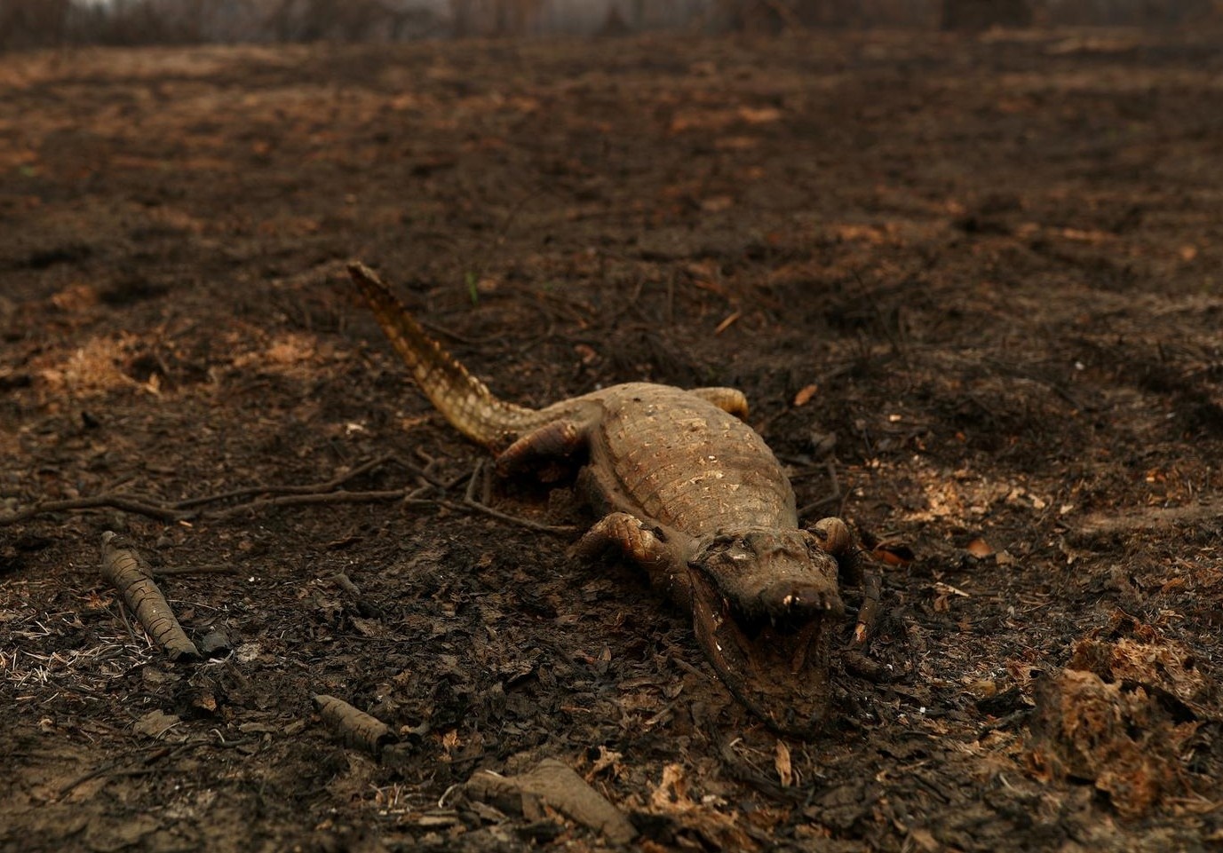 Ca sau bi thieu rui trong rung Pantanal hinh anh