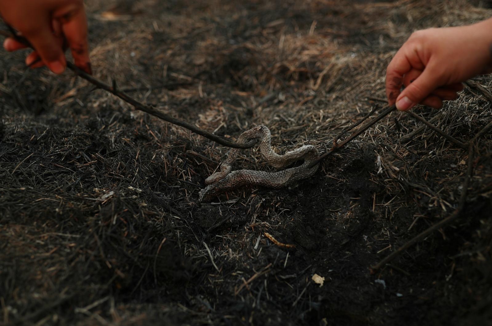 chay rung o Brazil anh 4