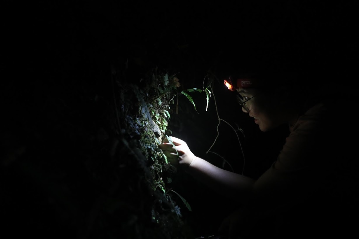 Bao ton cac loai thuc vat quy o Dai Loan anh 7