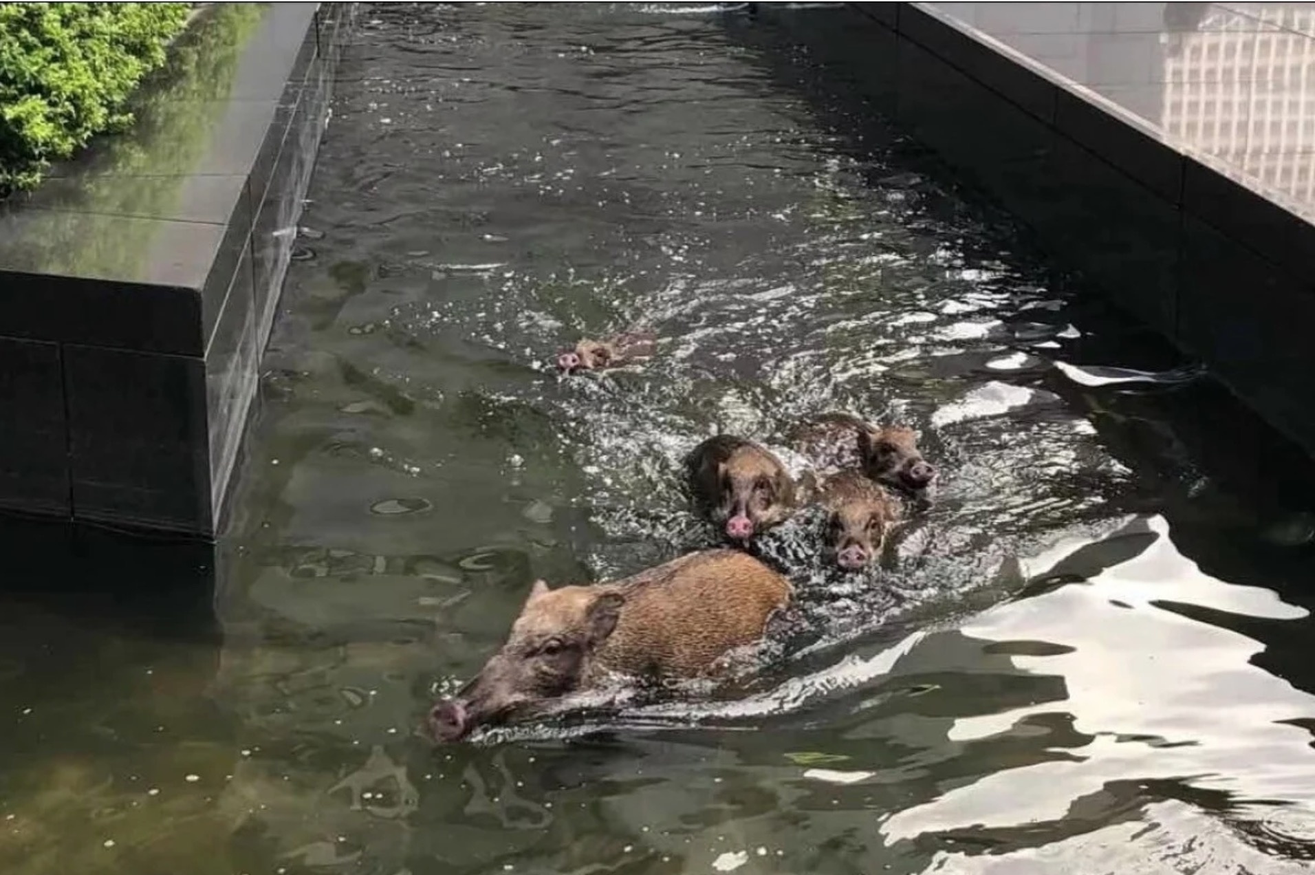 Gia dinh lon rung boi giua khu tai chinh Hong Kong hinh anh